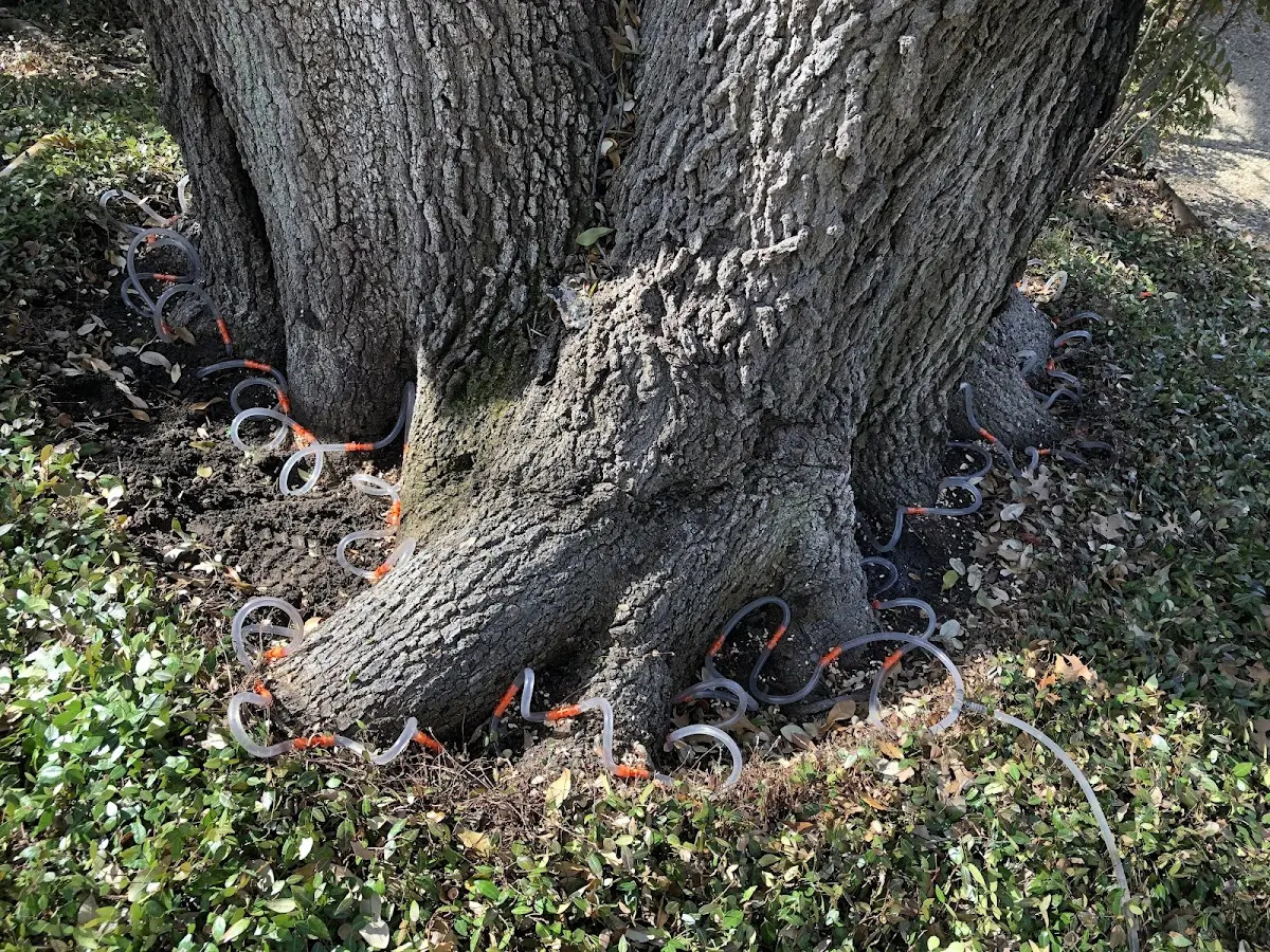 Detailed Shrub and Hedge Trimming job site in Protem