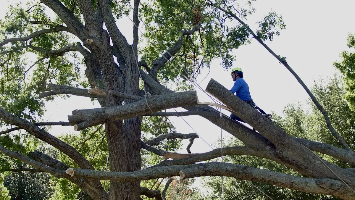 Professional Crown Thinning performed by certified arborists in Protem