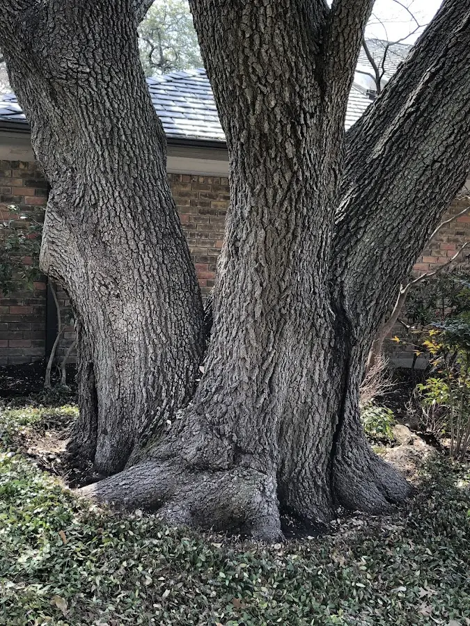 Mature heritage tree close to a Protem property cared for by certified arborists