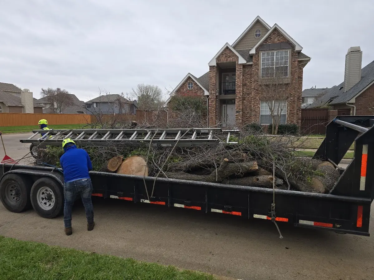 Expert Tree Removal with proper safety equipment in Protem